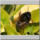 Anthophora plumipes - Pelzbiene w01.jpg